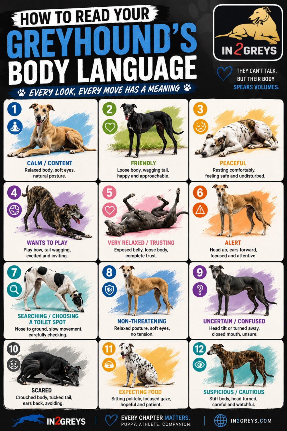 How to Read Your Greyhound’s Body Language: A Beginner’s Guide to Understanding Your Dog