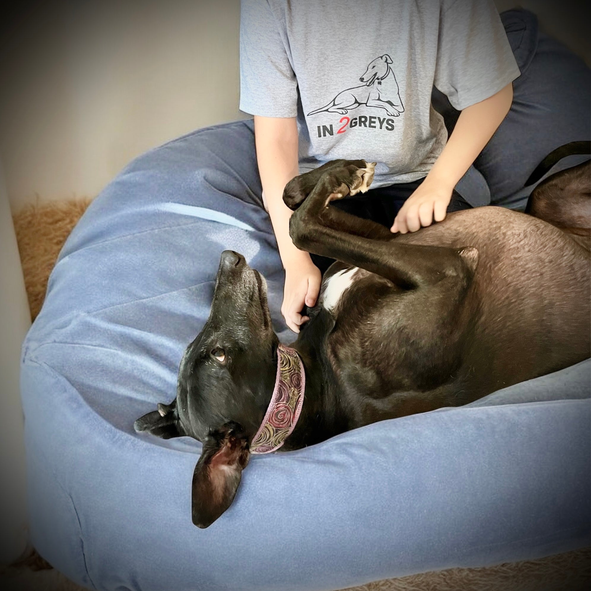 Greyhound Adoptions: NSW - Australia
