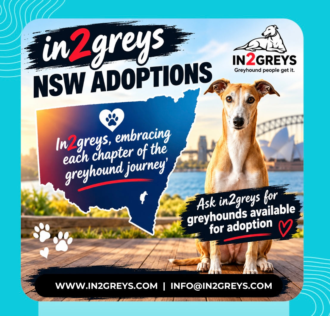 Greyhound Adoptions: NSW
